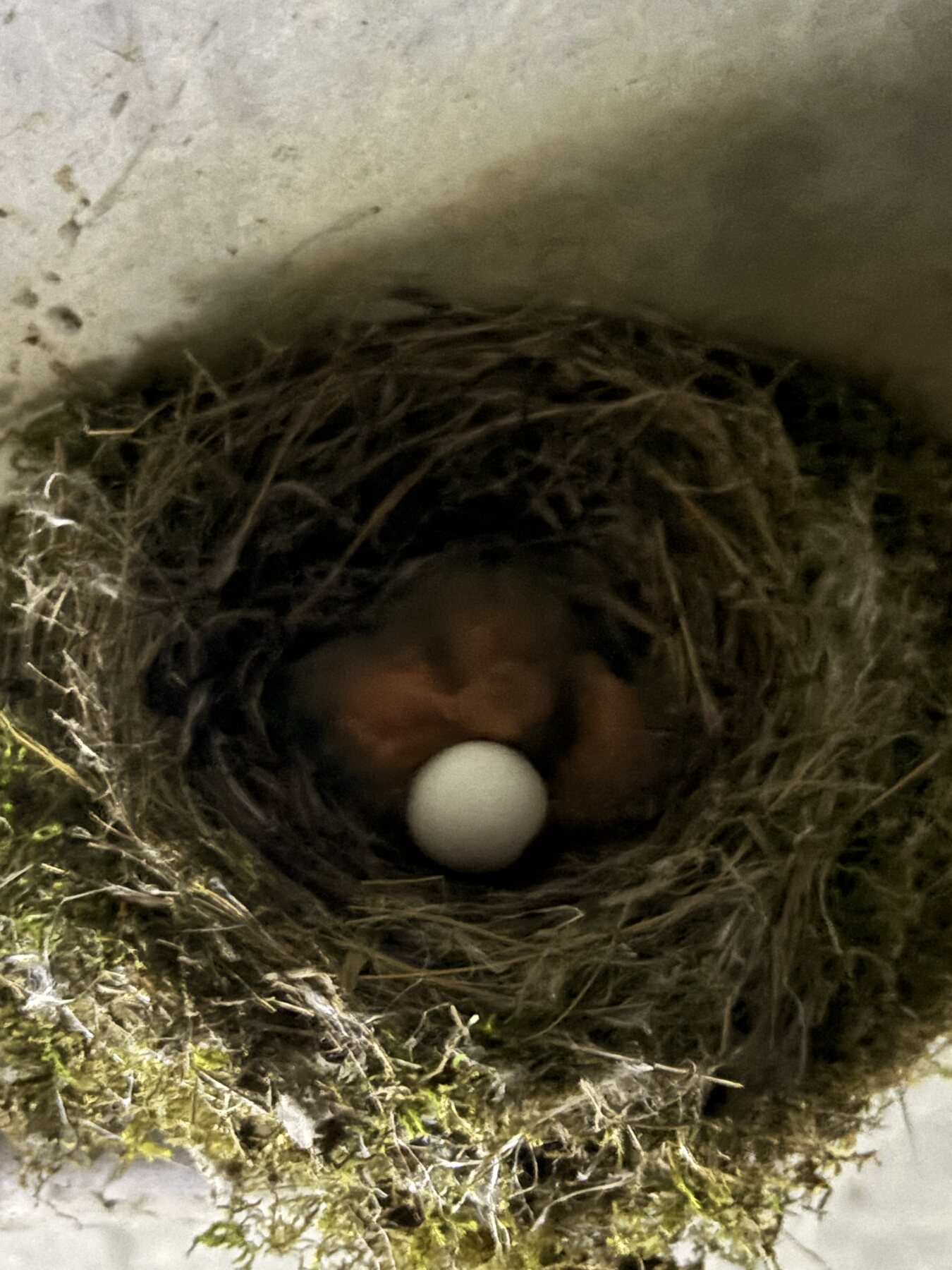 One egg