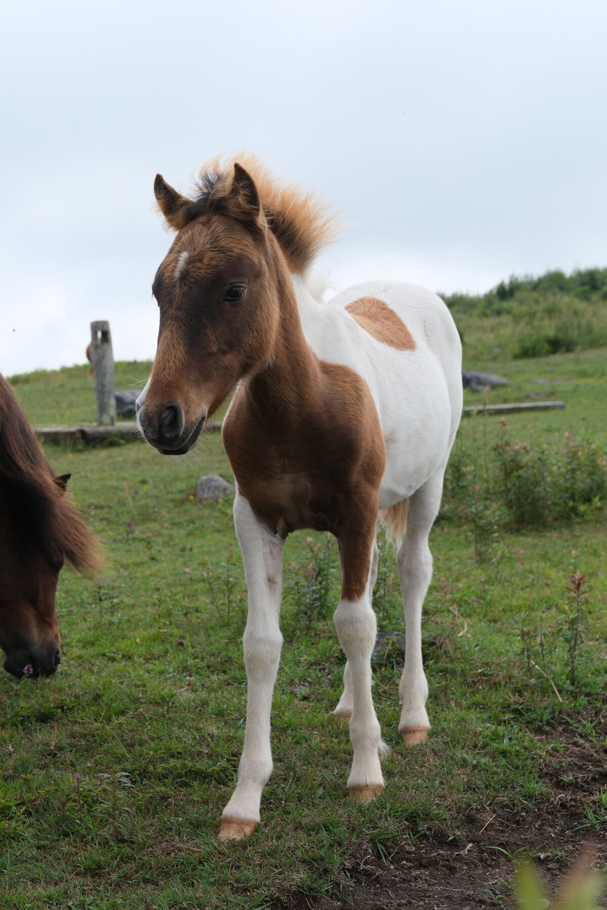 The foal